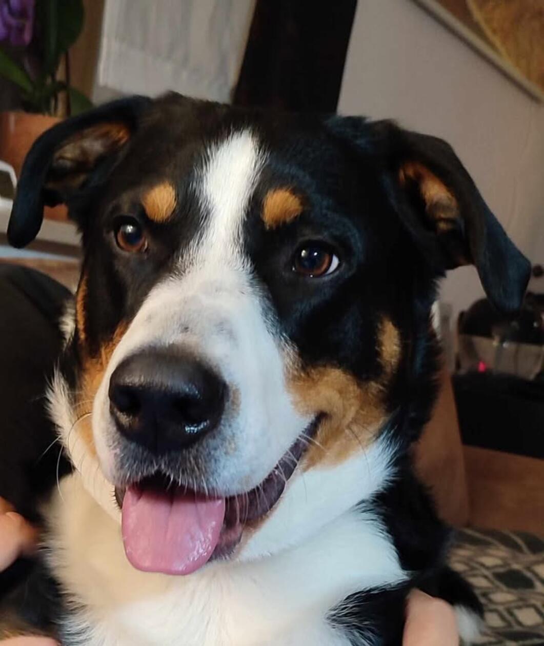 Freddy ist ein Appenzeller und drei Jahre alt. Was für ein hübsches Kerlchen!