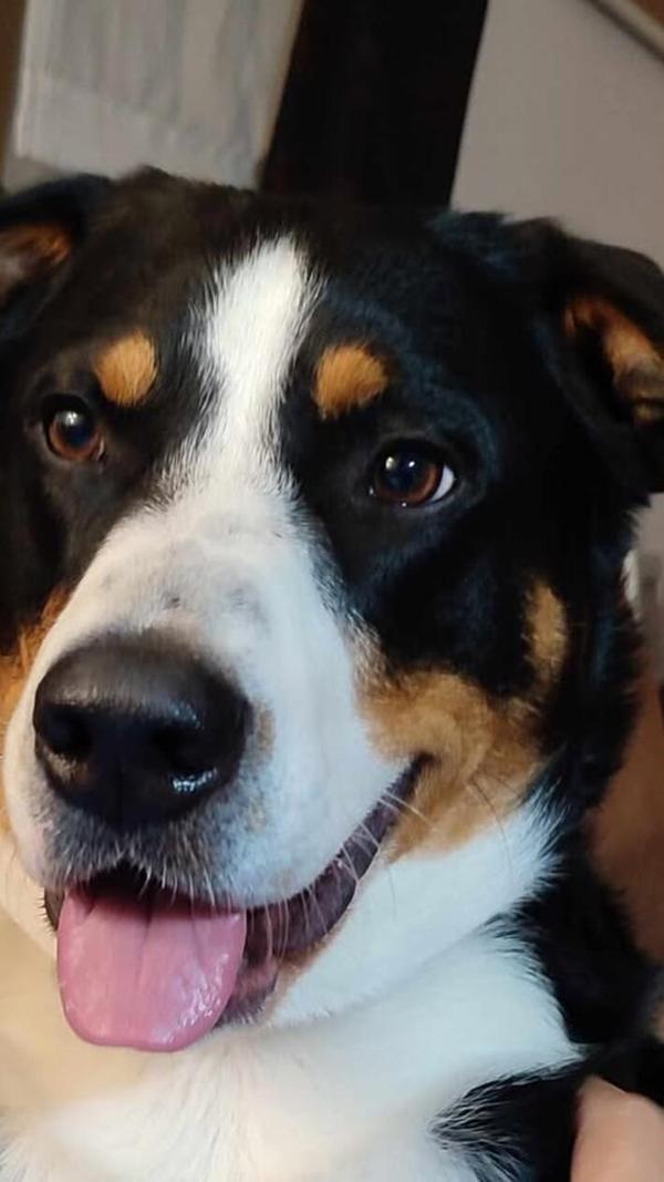 Freddy ist ein Appenzeller und drei Jahre alt. Was für ein hübsches Kerlchen!