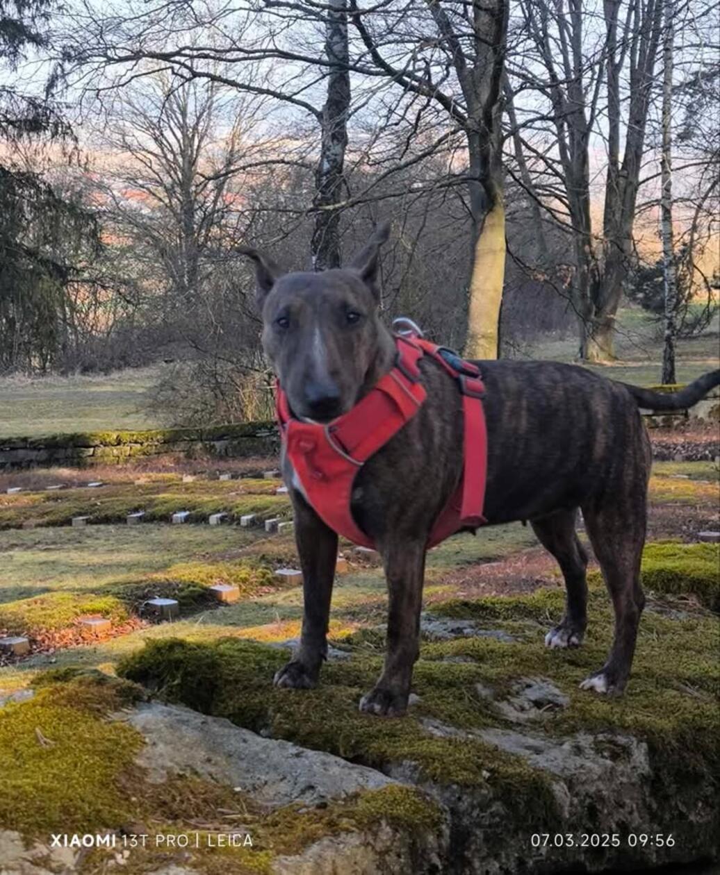 Casy ist ein Mini-Bullterrier. Die gelten als empfehlenswerter Familienhund.