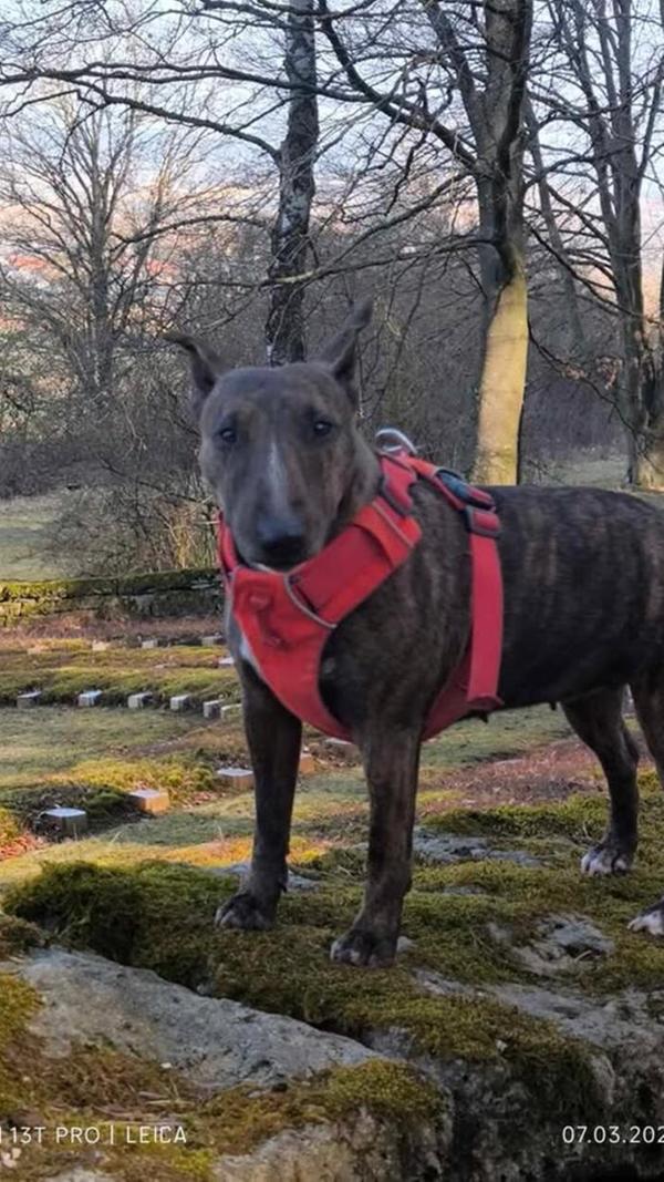 Casy ist ein Mini-Bullterrier. Die gelten als empfehlenswerter Familienhund.
