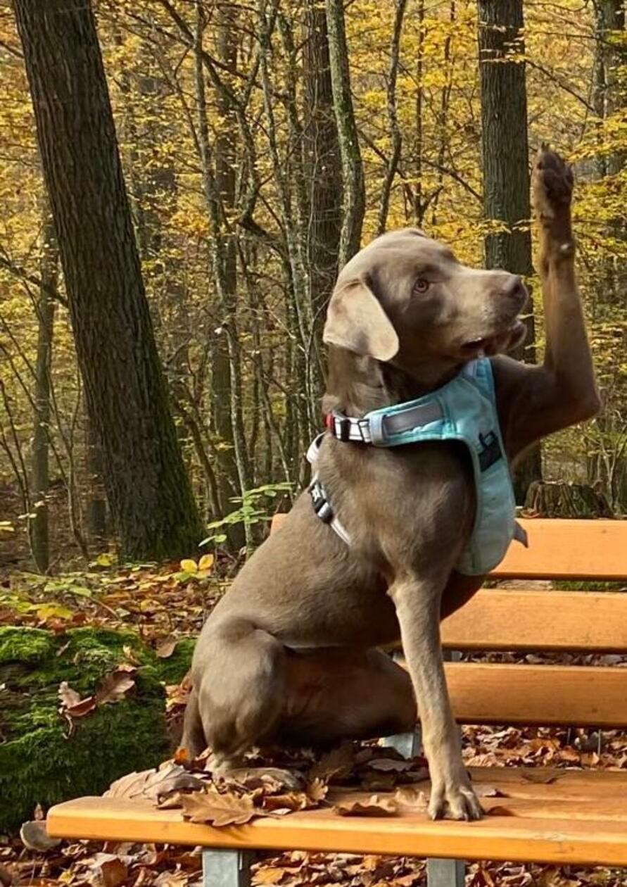 "Der cleverste und lustigste Hund, den es gibt und ein kleines Streberlein", meint der Besitzer dieser süßen Fellnase.