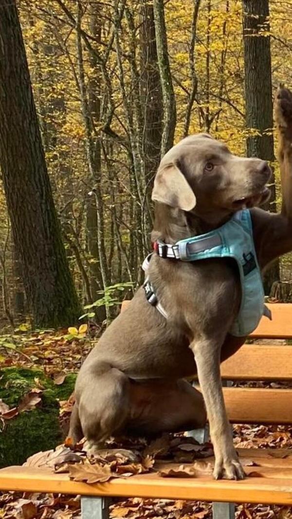 "Der cleverste und lustigste Hund, den es gibt und ein kleines Streberlein", meint der Besitzer dieser süßen Fellnase.