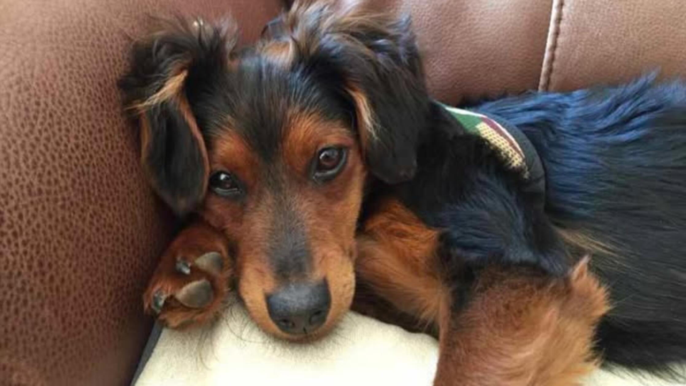 Bruno wurde in Ungarn schwer von Kindern misshandelt, schreibt uns seine Besitzerin Sabine Völpel. Die haben ihn als Ball benutzt. "Wir haben das bei Facebook gesehen und ihn dann aus Ungarn holen lassen", schreibt Völpel weiter. Der kleine Hund ist ein absoluter Sonnenschein.