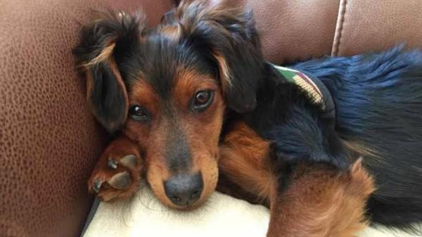 Bruno wurde in Ungarn schwer von Kindern misshandelt, schreibt uns seine Besitzerin Sabine Völpel. Die haben ihn als Ball benutzt. "Wir haben das bei Facebook gesehen und ihn dann aus Ungarn holen lassen", schreibt Völpel weiter. Der kleine Hund ist ein absoluter Sonnenschein.