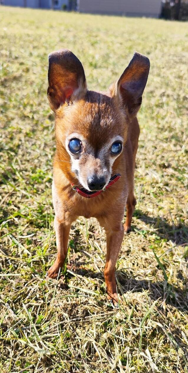 Das ist der kleine "Opa" Spike, der seit sieben Jahren zu seiner Besitzerin Karin Beck gehört. Sie weiß leider nicht genau wie alt er ist, da er von seinen vorigen Besitzern einfach zurückgelassen wurde. "Ich habe ihn aufgenommen und tierärztlich versorgen lassen", schreibt sie uns. Leider ist Spike blind und das Gehör lässt auch nach, Zähne hat er mittlerweile auch keine mehr. "Aber ansonsten geht's ihm super und er ist noch recht fit." Sie vermutet, dass er 18 Jahre alt ist. Er ist ein kleiner Sonnenschein und zaubert ihr täglich ein Lächeln ins Gesicht.