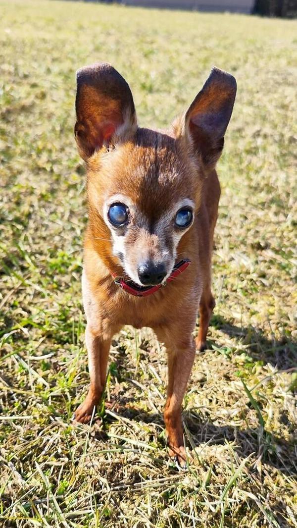 Das ist der kleine "Opa" Spike, der seit sieben Jahren zu seiner Besitzerin Karin Beck gehört. Sie weiß leider nicht genau wie alt er ist, da er von seinen vorigen Besitzern einfach zurückgelassen wurde. "Ich habe ihn aufgenommen und tierärztlich versorgen lassen", schreibt sie uns. Leider ist Spike blind und das Gehör lässt auch nach, Zähne hat er mittlerweile auch keine mehr. "Aber ansonsten geht's ihm super und er ist noch recht fit." Sie vermutet, dass er 18 Jahre alt ist. Er ist ein kleiner Sonnenschein und zaubert ihr täglich ein Lächeln ins Gesicht.