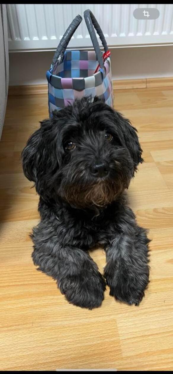 Ob der Korb im Hintergrund das liebste Transportmittel dieses süßen Hundes ist?