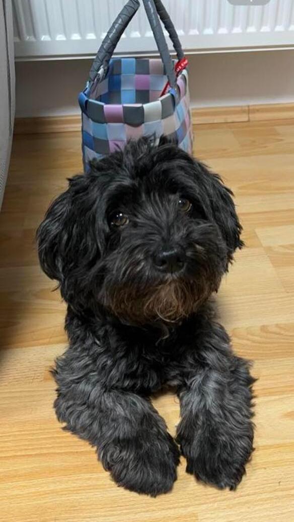 Ob der Korb im Hintergrund das liebste Transportmittel dieses süßen Hundes ist?