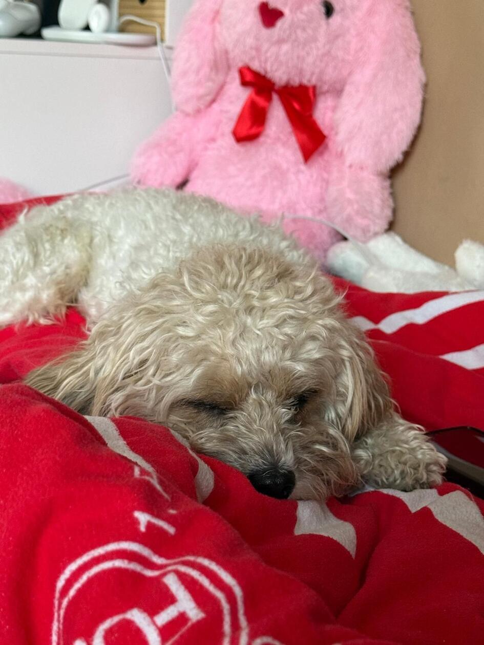 So schön kuschelig hat es diese wollige Fellnase.