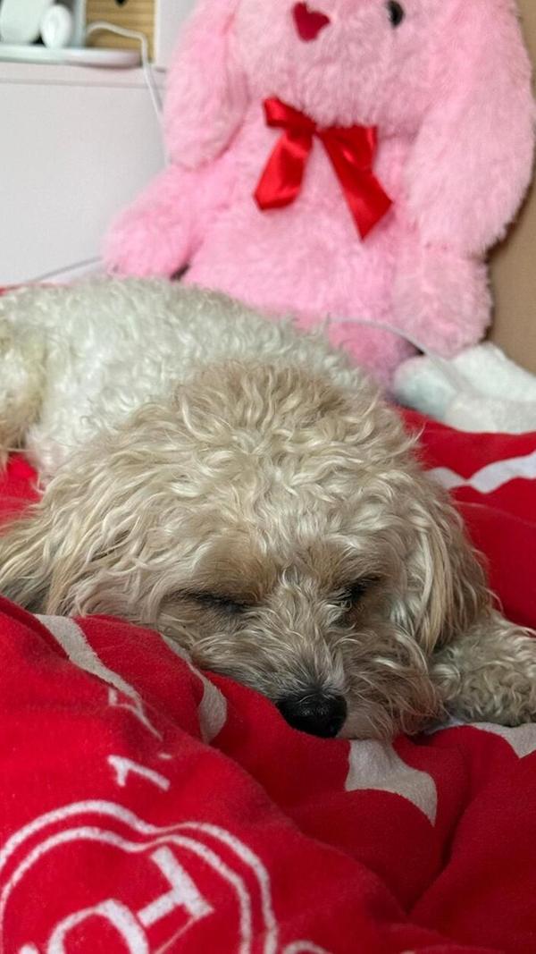 So schön kuschelig hat es diese wollige Fellnase.