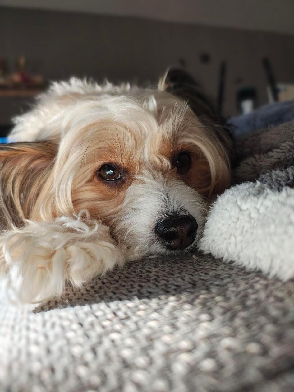 Wer kann diesen Augen widerstehen?