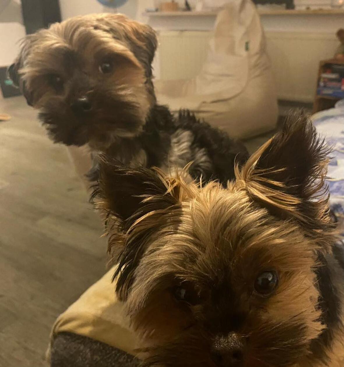 Was hecken diese beiden Frechdachse wohl aus?