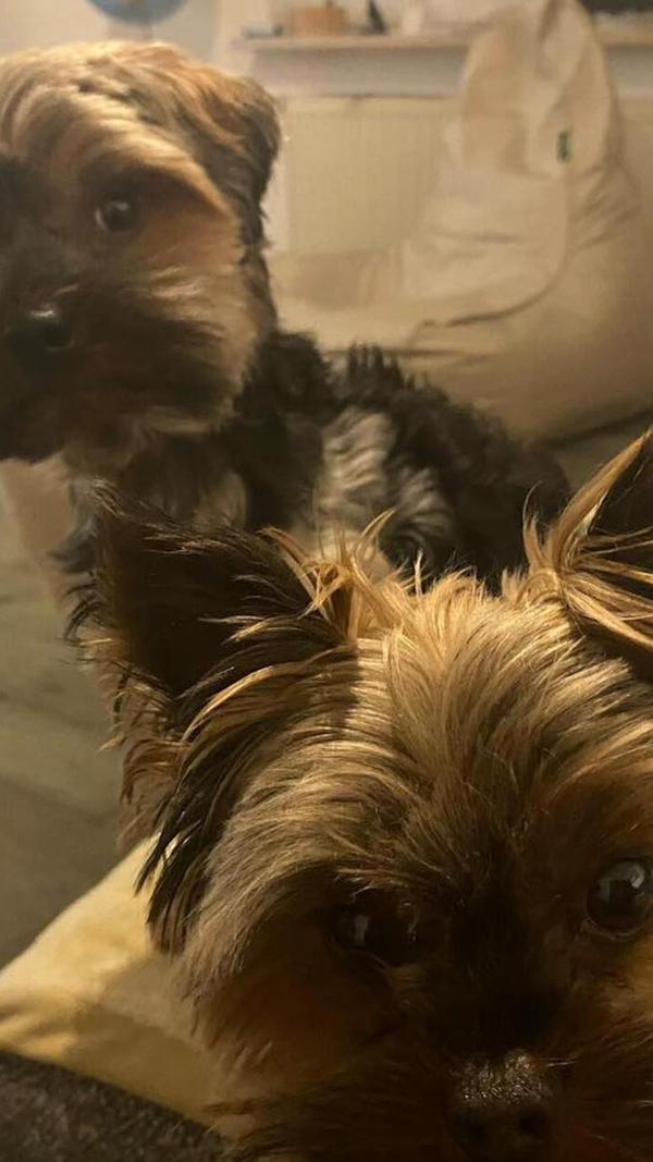 Was hecken diese beiden Frechdachse wohl aus?