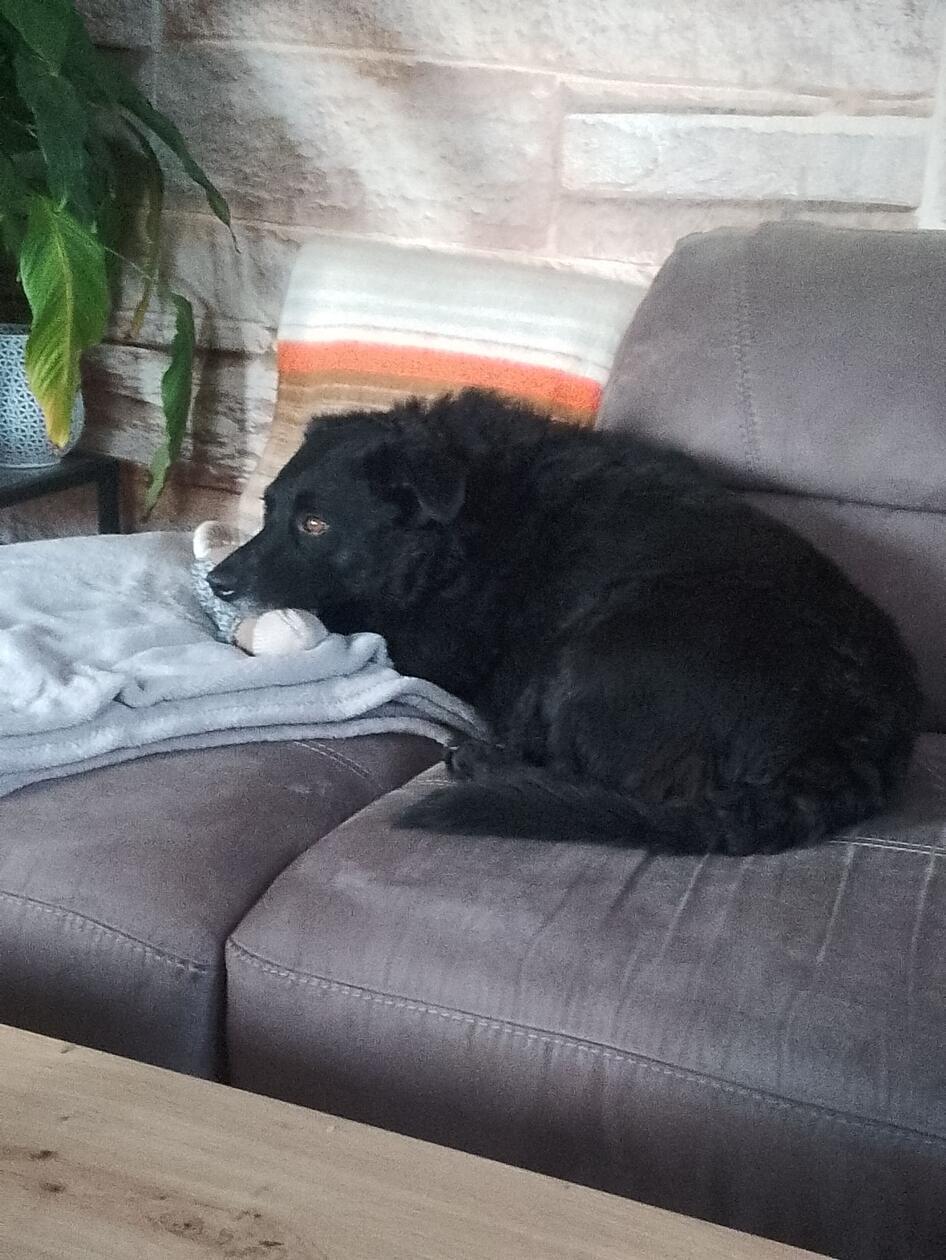 So geht es uns Menschen auch oft - ab auf die Couch und chillen.