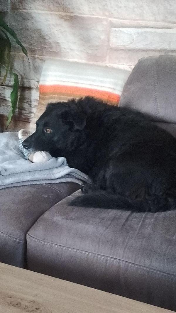 So geht es uns Menschen auch oft - ab auf die Couch und chillen.