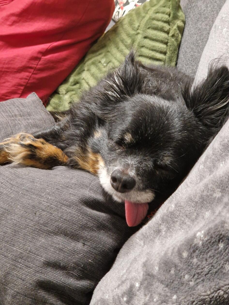 Hach, was für ein Leben: Sofa, Kuschelkissen und Dösen.