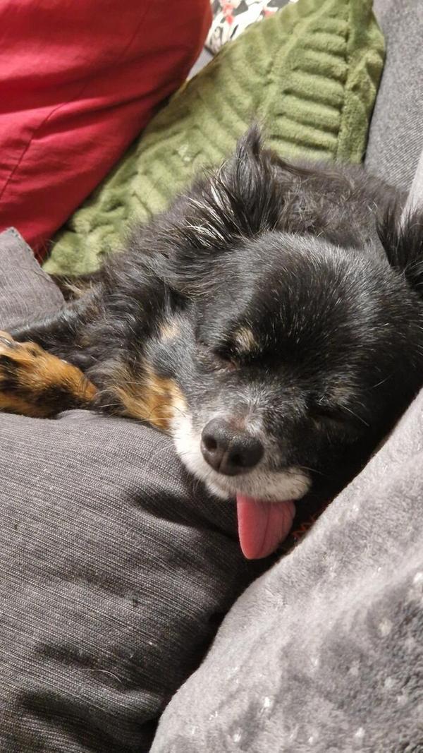 Hach, was für ein Leben: Sofa, Kuschelkissen und Dösen.