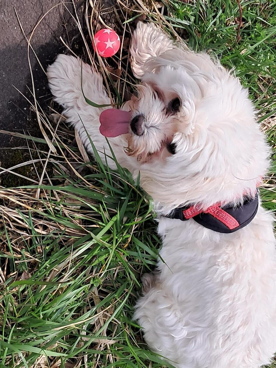 Dieser flauschige Kollege braucht eine kleine Auszeit vom Spielen.