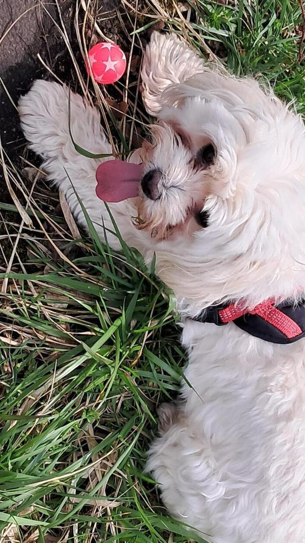 Dieser flauschige Kollege braucht eine kleine Auszeit vom Spielen.