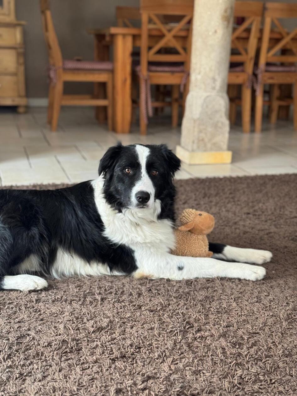 Wachsam überschaut dieser hübsche Vierbeiner seine Umgebung.