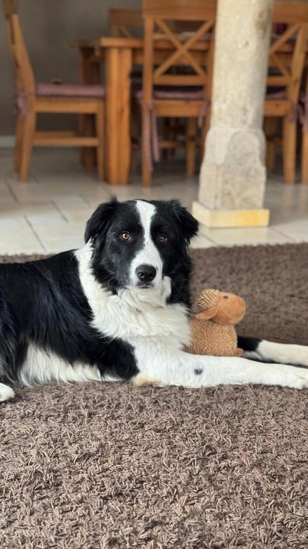 Wachsam überschaut dieser hübsche Vierbeiner seine Umgebung.