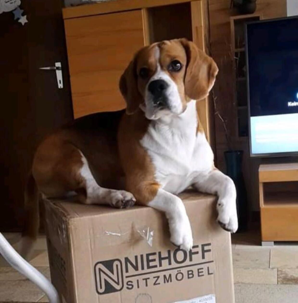 Ja, auch ein Hund braucht seinen eigenen Thron.