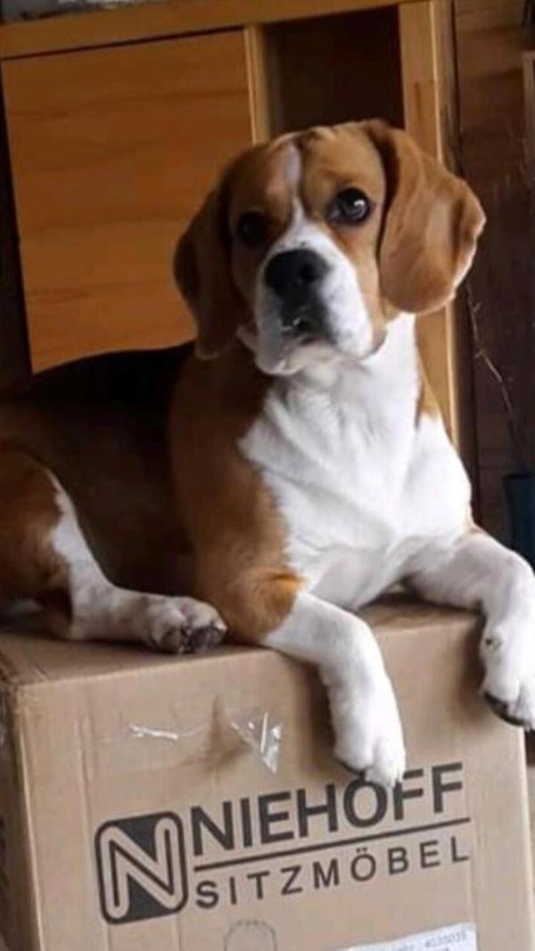 Ja, auch ein Hund braucht seinen eigenen Thron.