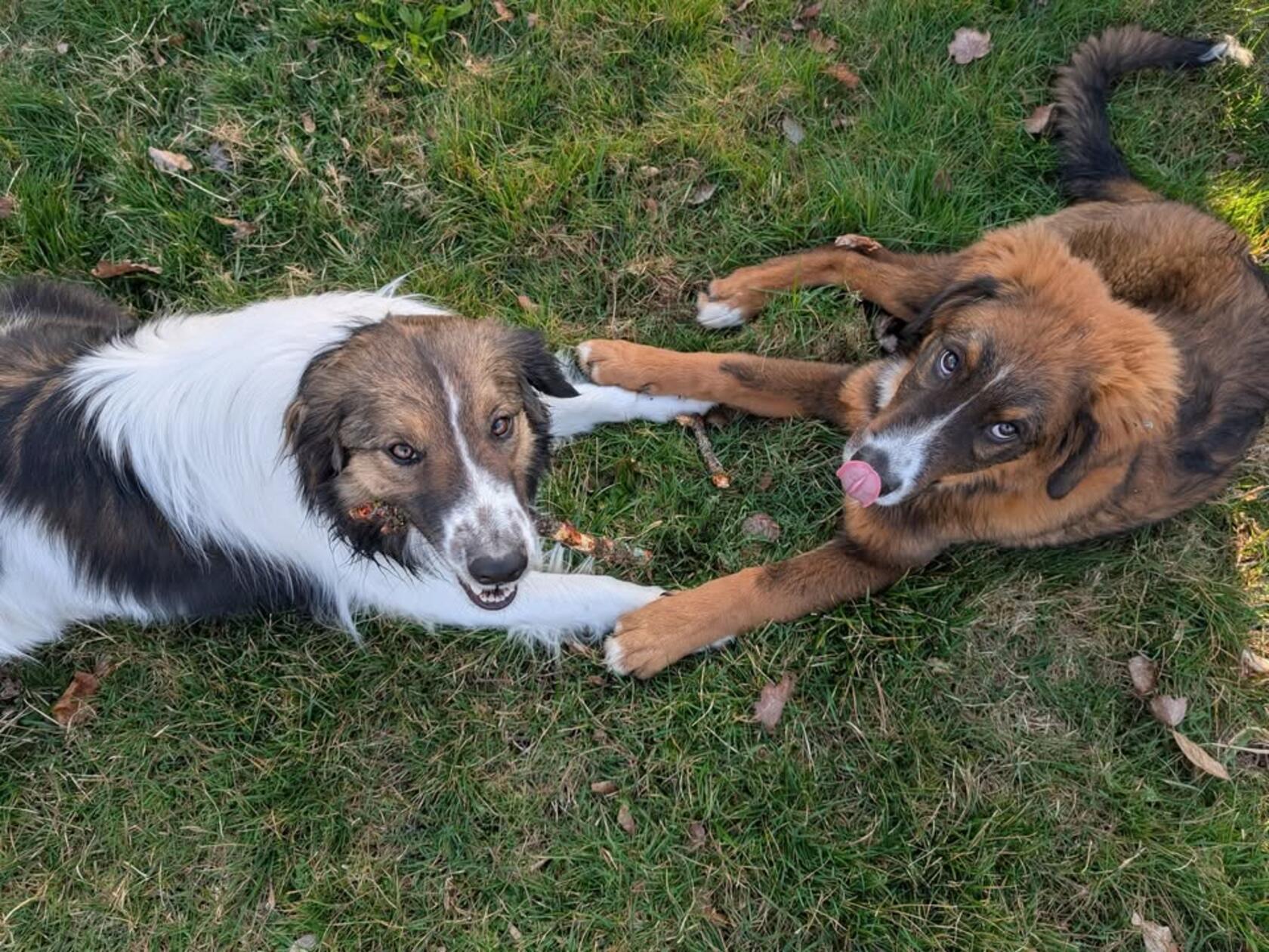 Beste Freunde für immer!