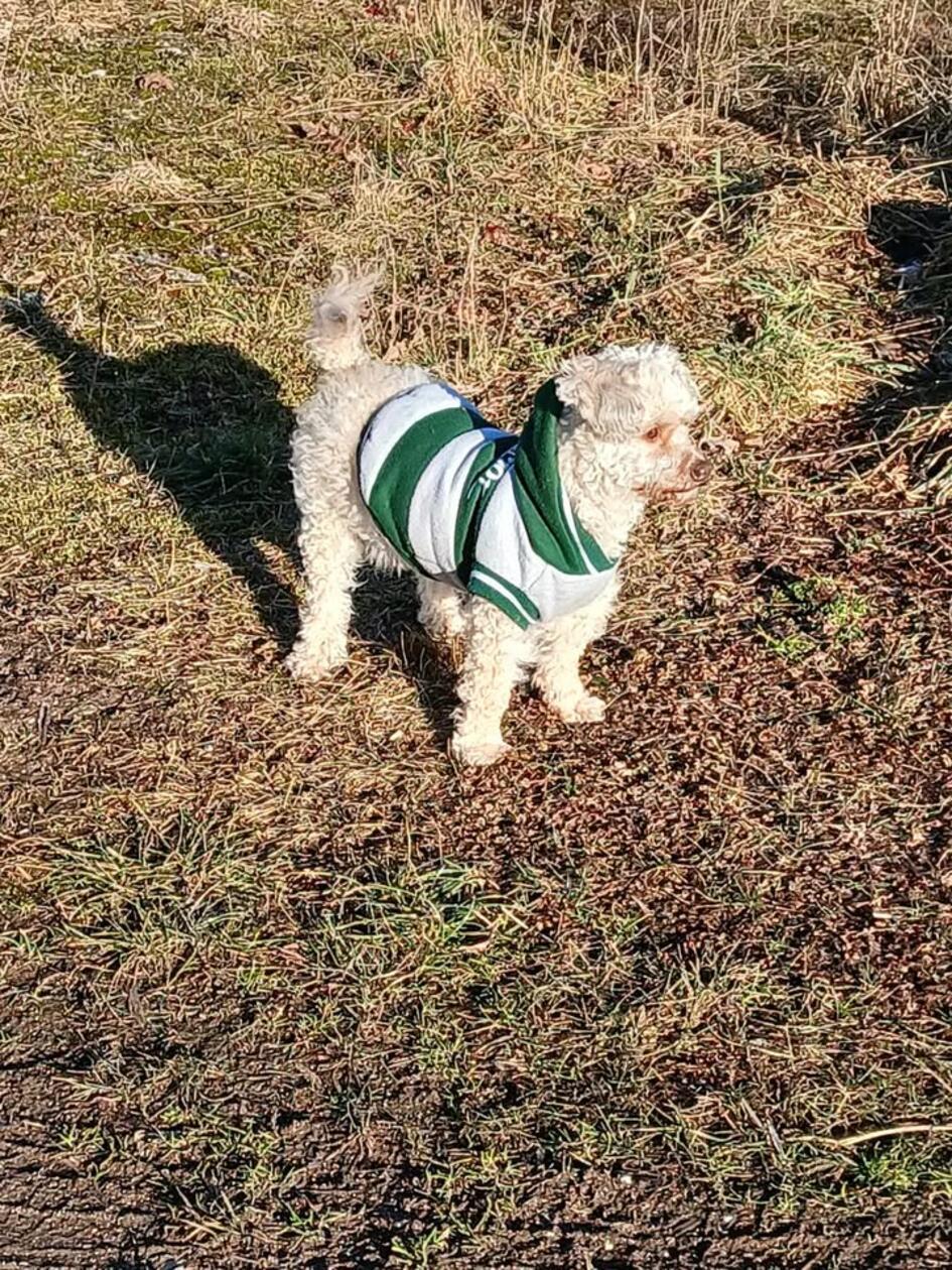 Pudel Lilo schaut sich erstmal um.