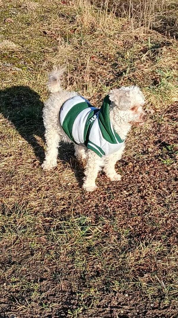 Pudel Lilo schaut sich erstmal um.