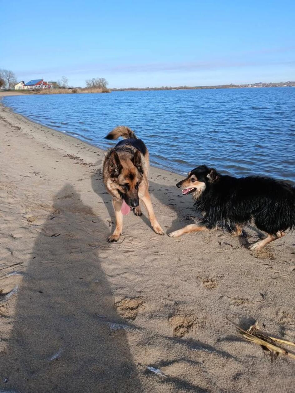 Rocky und Dextor tollen an einem sonnigen Tag herum.