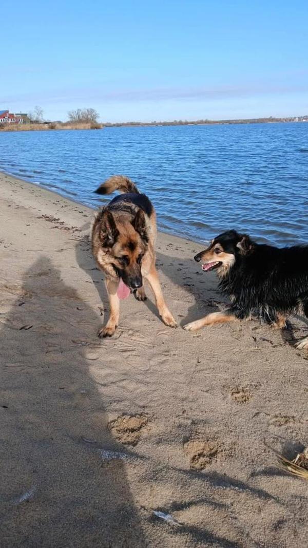 Rocky und Dextor tollen an einem sonnigen Tag herum.