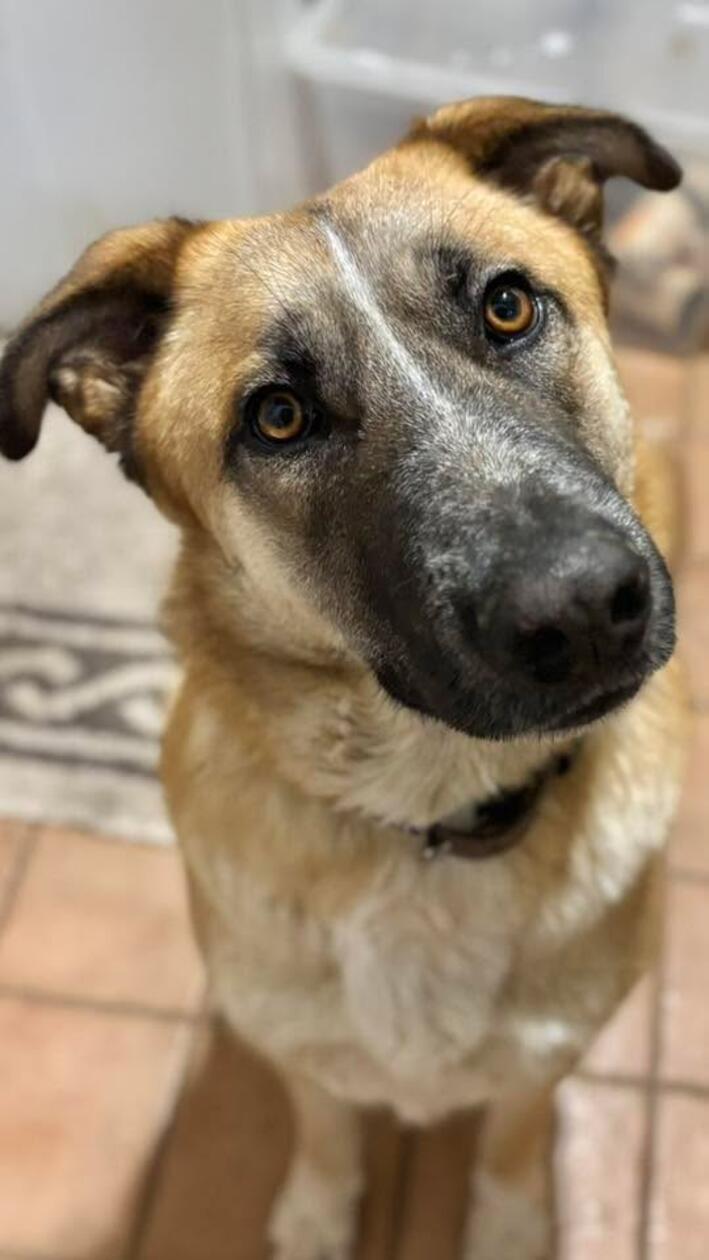 Das ist Jane, zwei Jahre alt - sehr süß und sucht noch ihre eigene Familie, informiert das Tierheim Weißenburg-Treuchtlingen.