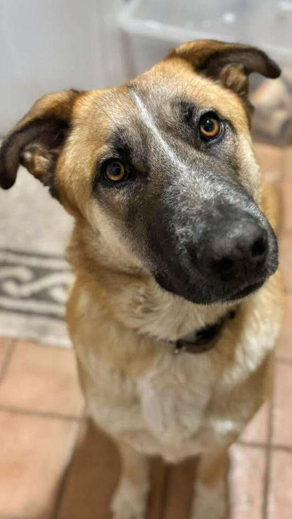 Das ist Jane, zwei Jahre alt - sehr süß und sucht noch ihre eigene Familie, informiert das Tierheim Weißenburg-Treuchtlingen.