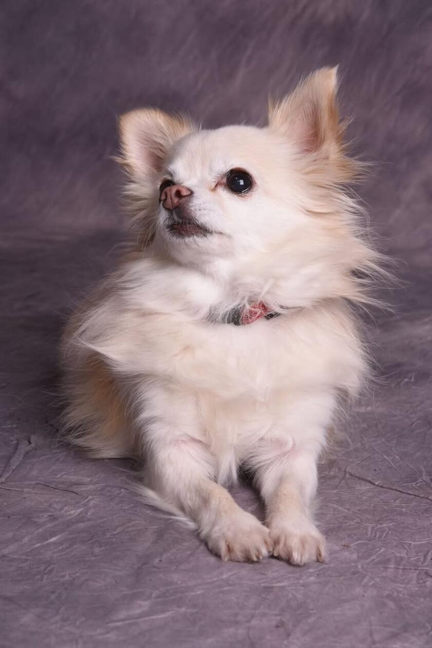 Dieser kleine Star weiß genau wie er sich in Pose werfen soll.