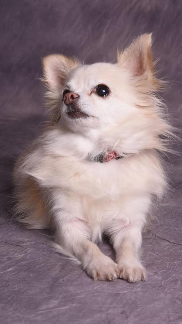 Dieser kleine Star weiß genau wie er sich in Pose werfen soll.