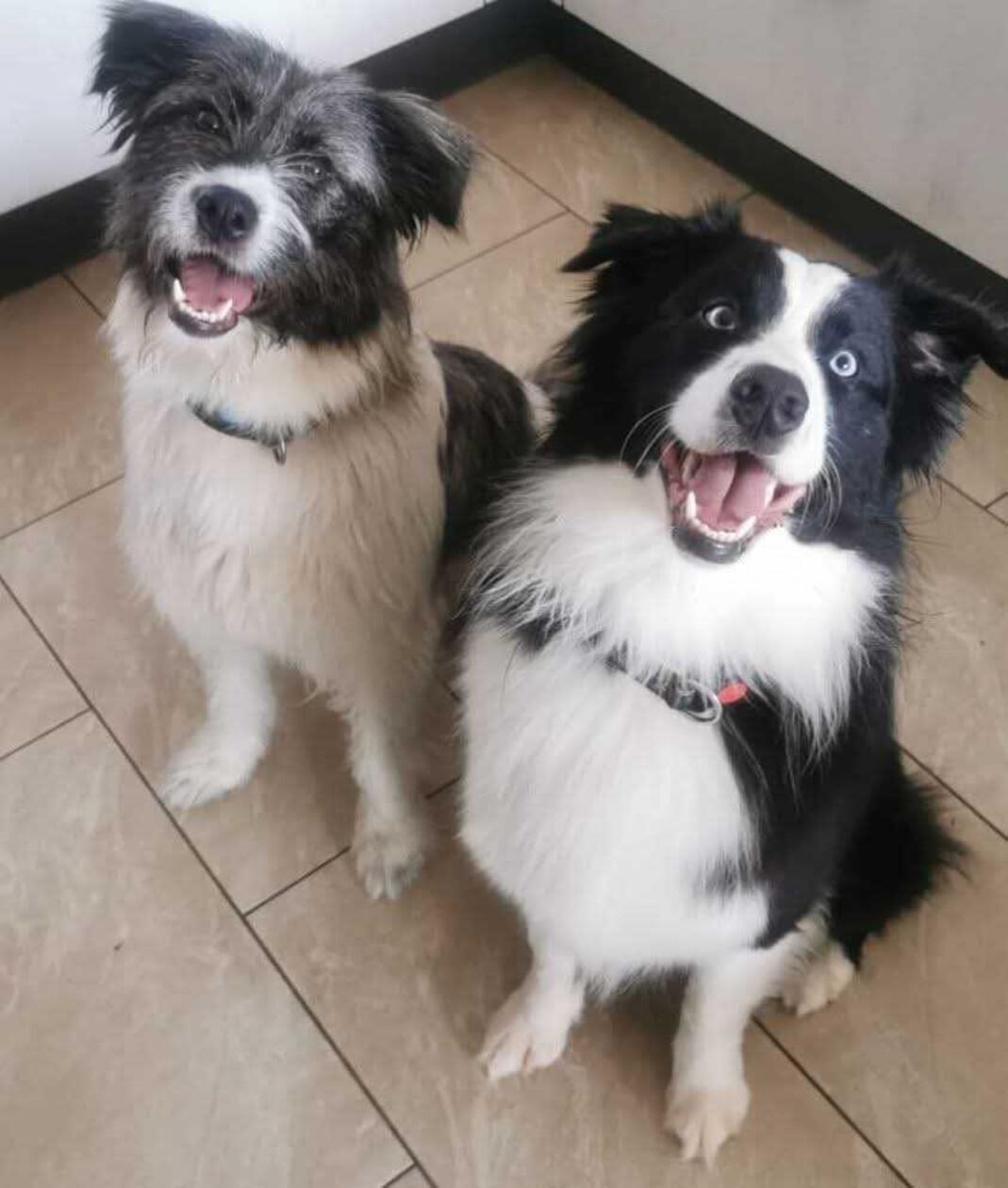 Das sind Amy und Willi aus Ellingen. Amy ist eine ehemalige rumänische Straßenhündin, die 2021 zu ihren jetzigen Besitzern kam. Dazu gesellte sich Australian Shepherd Willi, der 2019 geboren wurde. Laut ihren Besitzern zählen sie zu den süßesten Hunden im Landkreis Weißenburg-Gunzenhausen.