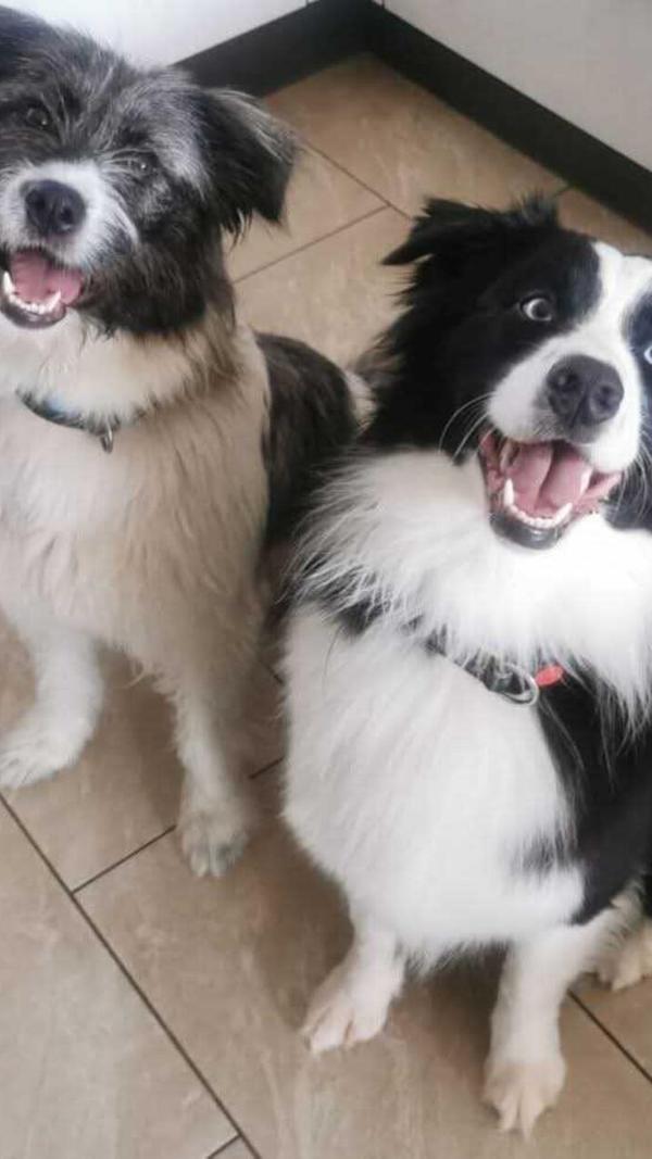 Das sind Amy und Willi aus Ellingen. Amy ist eine ehemalige rumänische Straßenhündin, die 2021 zu ihren jetzigen Besitzern kam. Dazu gesellte sich Australian Shepherd Willi, der 2019 geboren wurde. Laut ihren Besitzern zählen sie zu den süßesten Hunden im Landkreis Weißenburg-Gunzenhausen.