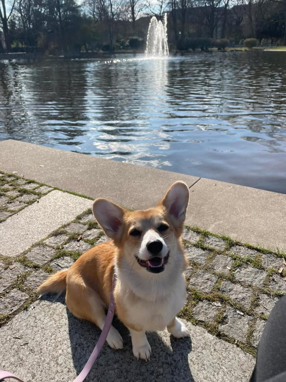 Wilma - "Unsere Süßmaus von Süß-Hausen", wie ihr Frauchen schreibt. Mit ihren 1,5 Jährchen bringt sie jeden zum Strahlen und verbreitet gute Laune.