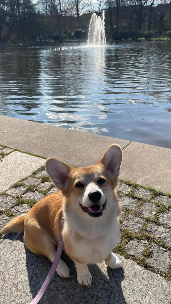 Wilma - "Unsere Süßmaus von Süß-Hausen", wie ihr Frauchen schreibt. Mit ihren 1,5 Jährchen bringt sie jeden zum Strahlen und verbreitet gute Laune.