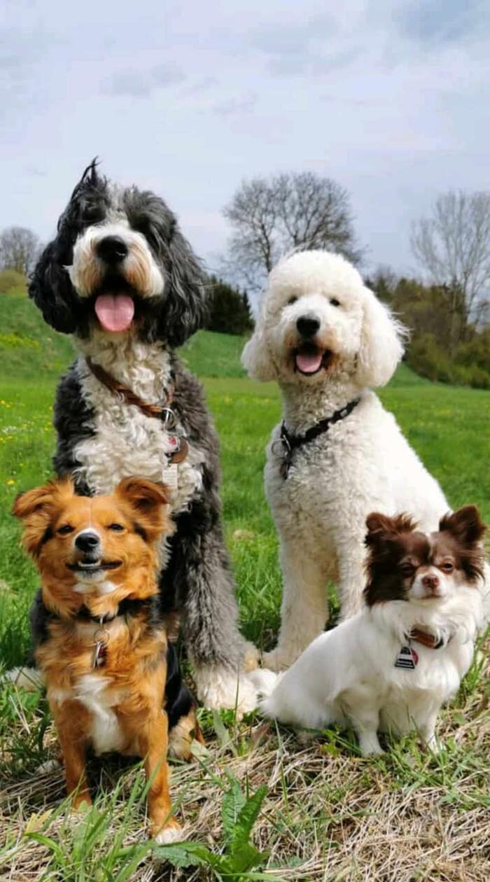 Die Truppe vom Hundefriseur Natürlich: Bernedoodlehündin Bonnie, Goldendoodle Hündin Skyla, Yorkshire-Mix-Hündin Nelly und Chihuahua Pablo. Wer kann da schon sagen, welcher der süßeste ist … Alle vier verstehen sich super miteinander. Jeder hat seine eigene tolle Persönlichkeit.