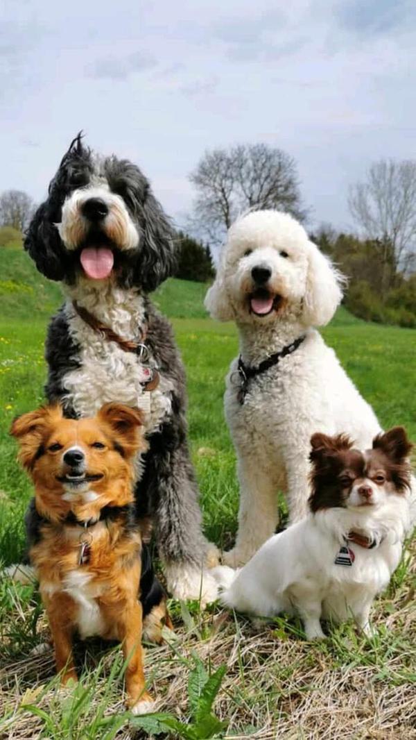 Die Truppe vom Hundefriseur Natürlich: Bernedoodlehündin Bonnie, Goldendoodle Hündin Skyla, Yorkshire-Mix-Hündin Nelly und Chihuahua Pablo. Wer kann da schon sagen, welcher der süßeste ist … Alle vier verstehen sich super miteinander. Jeder hat seine eigene tolle Persönlichkeit.