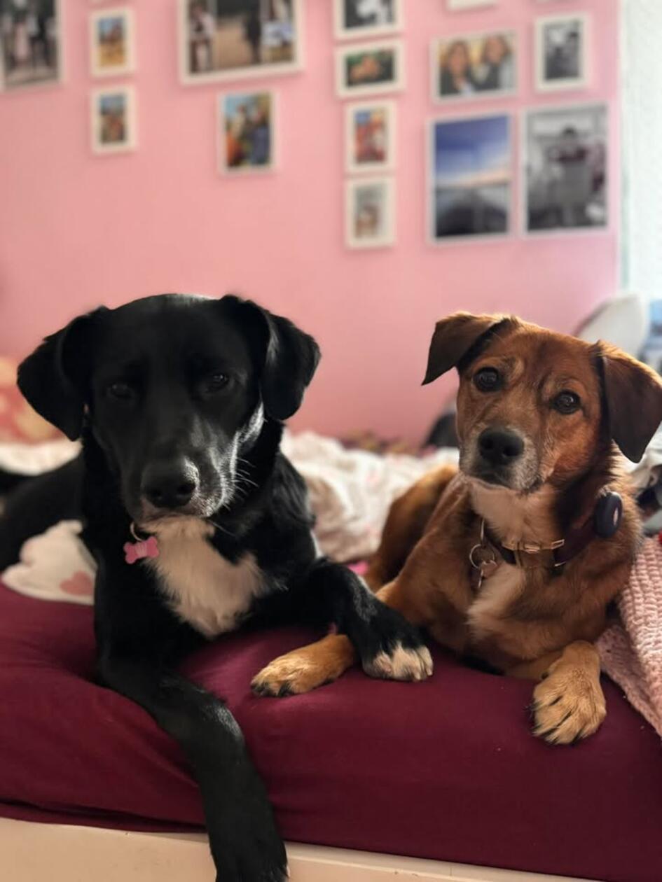Die kleine, braune Lotte und die große, schwarze Paula gehen durch dick und dünn. Lotte ist mittlerweile vier Jahre alt, Paula kam etwas später zu ihrem Frauchen, Ende November 2023, sie ist nun 1,5 Jahre alt. Ob die Geburtstage alle so stimmen, wissen ihre Besitzer leider nicht, denn beide hatten einen schweren Start: Sie waren Straßenhunde aus Rumänien.
