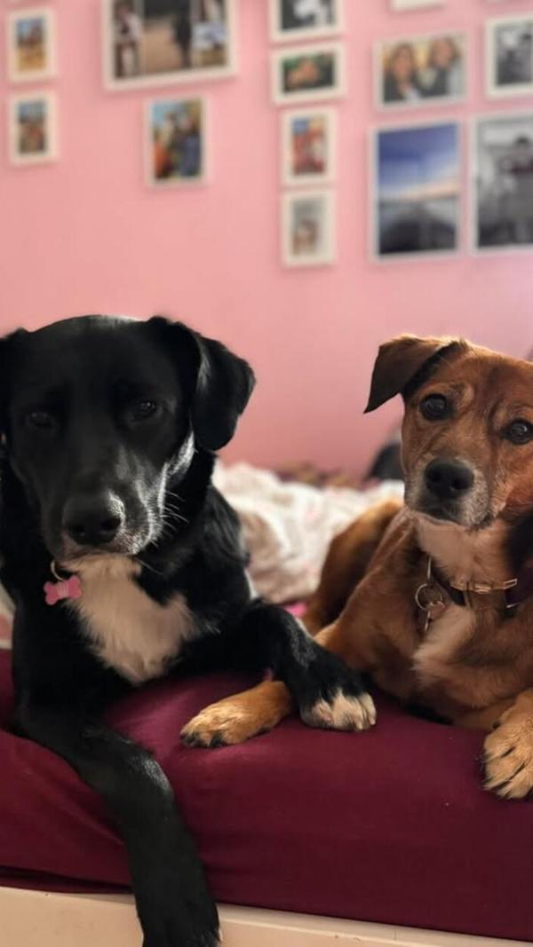 Die kleine, braune Lotte und die große, schwarze Paula gehen durch dick und dünn. Lotte ist mittlerweile vier Jahre alt, Paula kam etwas später zu ihrem Frauchen, Ende November 2023, sie ist nun 1,5 Jahre alt. Ob die Geburtstage alle so stimmen, wissen ihre Besitzer leider nicht, denn beide hatten einen schweren Start: Sie waren Straßenhunde aus Rumänien.