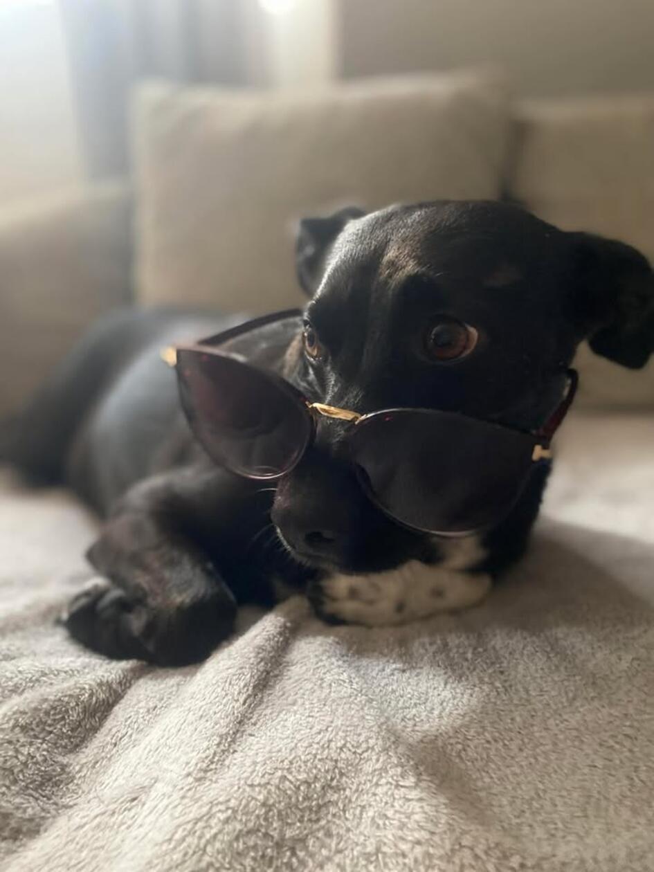 Ein "einzigartiger, süßer" Mischling namens Leo ist hier zu sehen. Nicht nur das Aussehen, auch sein Charakter ist liebenswert.