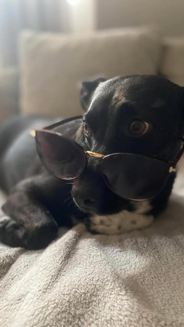 Ein "einzigartiger, süßer" Mischling namens Leo ist hier zu sehen. Nicht nur das Aussehen, auch sein Charakter ist liebenswert.