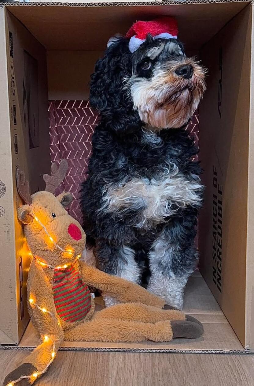 Laut Frauchen Rebekka Wolf ist der süßeste Hund im Landkreis eindeutig ihr Yoshi aus Meinheim. Er ist vier Jahre alt und ist ein Tierschutzhund aus Bulgarien (vermutlich ein Lagotto Romagnolo Mischling). Er ist ein sehr gemütlicher Genosse der alles und jeden liebt, ein traumhafter Lebensbegleiter. Leider ist er chronisch krank und seine Besitzer kämpfen seit über drei Jahren für seine Gesundheit (durchgehend in Behandlung wegen Ohrenentzündungen, schon mehrere OPs etc.) Aber selbst das trübt sein tolles Wesen nicht.