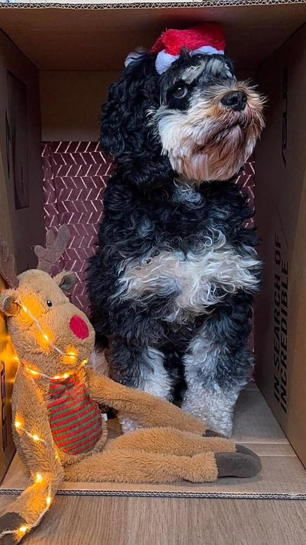 Laut Frauchen Rebekka Wolf ist der süßeste Hund im Landkreis eindeutig ihr Yoshi aus Meinheim. Er ist vier Jahre alt und ist ein Tierschutzhund aus Bulgarien (vermutlich ein Lagotto Romagnolo Mischling). Er ist ein sehr gemütlicher Genosse der alles und jeden liebt, ein traumhafter Lebensbegleiter. Leider ist er chronisch krank und seine Besitzer kämpfen seit über drei Jahren für seine Gesundheit (durchgehend in Behandlung wegen Ohrenentzündungen, schon mehrere OPs etc.) Aber selbst das trübt sein tolles Wesen nicht.