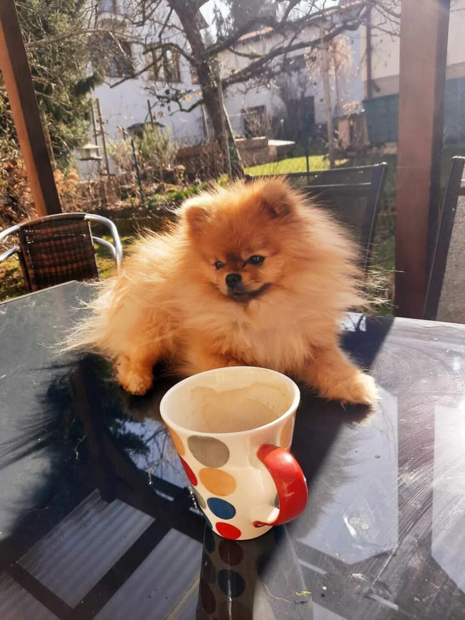 Das ist Wacki, ein Zwergspitz und für Astrid Unger-Renner aus Weißenburg der süßeste Hund ... Er gehört ihrer Tochter.