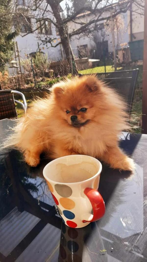Das ist Wacki, ein Zwergspitz und für Astrid Unger-Renner aus Weißenburg der süßeste Hund ... Er gehört ihrer Tochter.